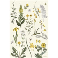 Koustrup & Co. Viskestykker - Flora Danica